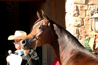 Arabian Horses ~ Scottsdale, AZ ~ Various years