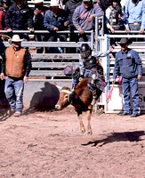 Bull & Steer Riding @ Bucking Bash Event ~ Taylor, AZ  March 4, 2023