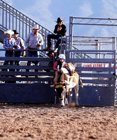 Steer Riding ~ Yavapai County Junior Rodeo ~ Saturday April 29, 2023