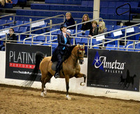 Scottsdale Arabian Horse Show ~ Feb 25, 2017