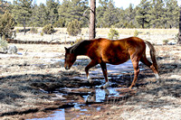 Heber Wild Horses ~ Arizona White Mountains 02/14/24