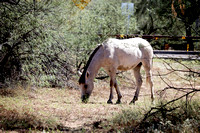 Salt River Horses ~ 9/30/22