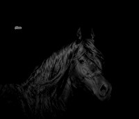 Brian & Black Stallion ~Kalabrezi 2015
